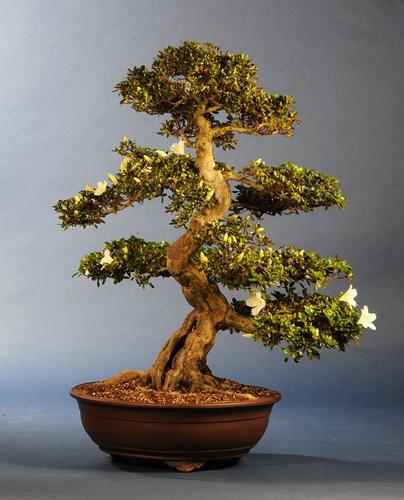 Rhododendron indicum