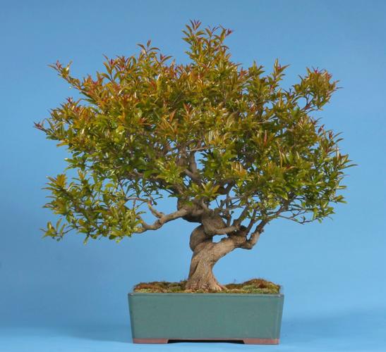Punica granatum 'Nejikan'