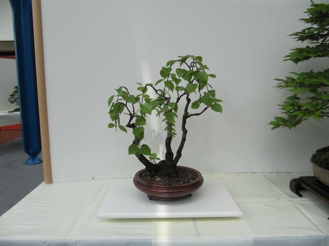 Betula pendula