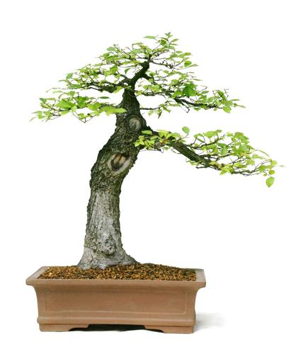 Ulmus minor