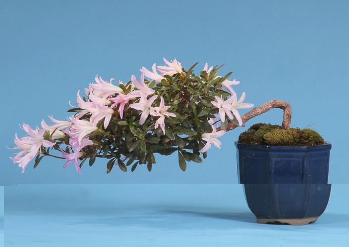 Rhododendron indicum