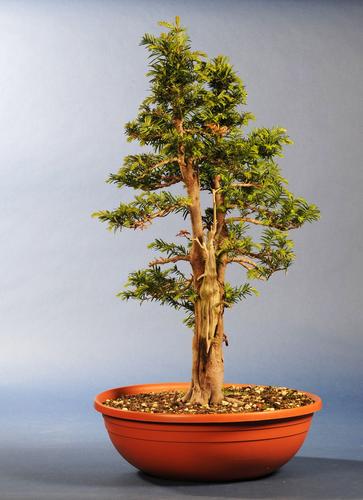 Taxus spec.