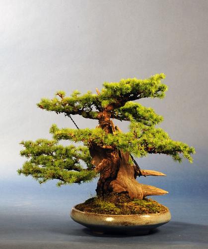 Larix spec.