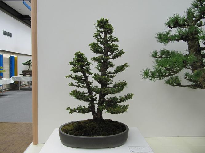 Cryptomeria japonica