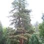 Sequoiafarm Kaldenkirchen 2013