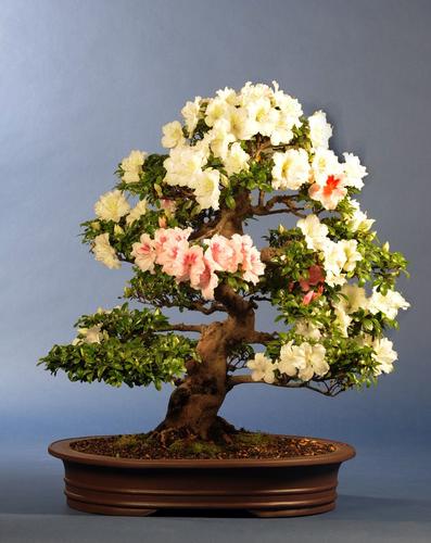 Rhododendron indicum