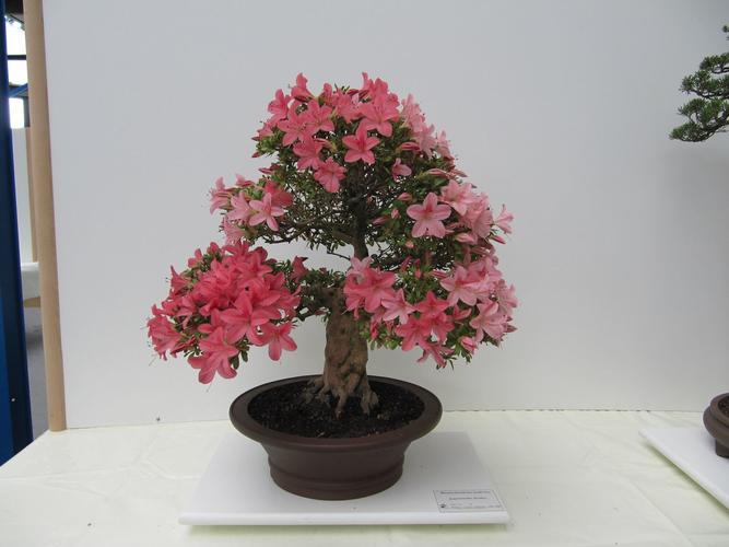 Rhododendron indicum