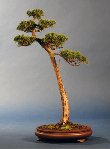 Juniperus chinensis