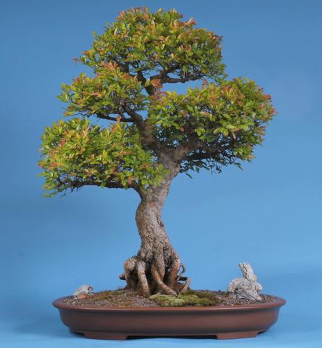 Ulmus parviflora