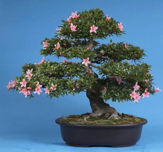 Rhododendron indicum 'Nyohozan'