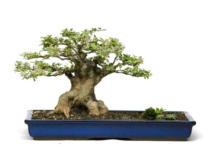 Ligustrum spec.