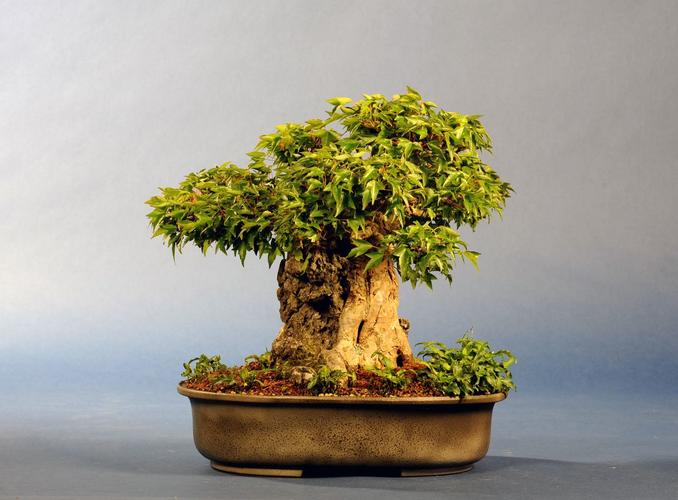 Acer buergerianum