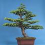 Larix spec.