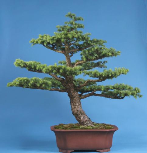 Larix spec.