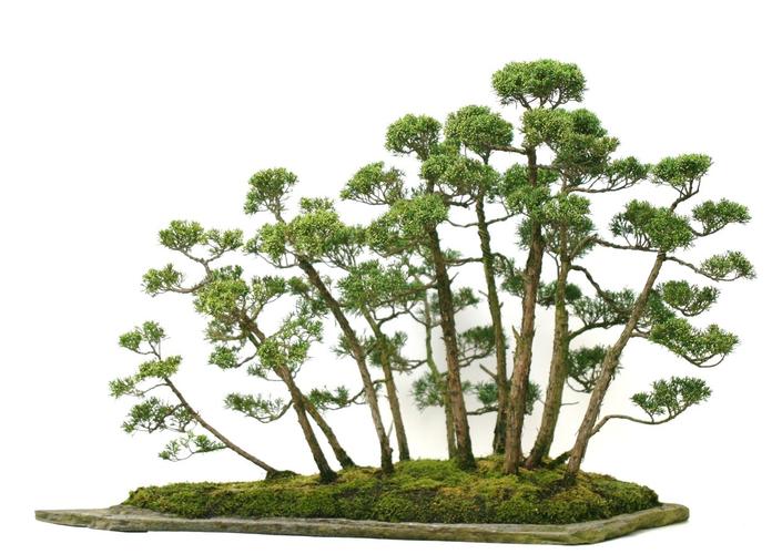 Juniperus chinensis