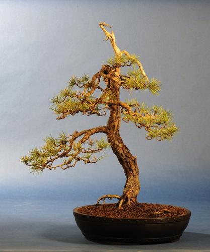 Pinus spec.