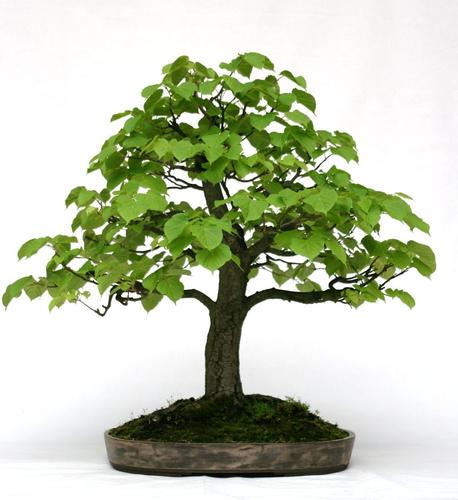 Tilia cordata