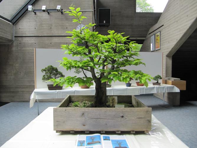 Carpinus betulus