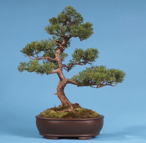 Juniperus chinensis
