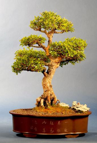 Ulmus spec.