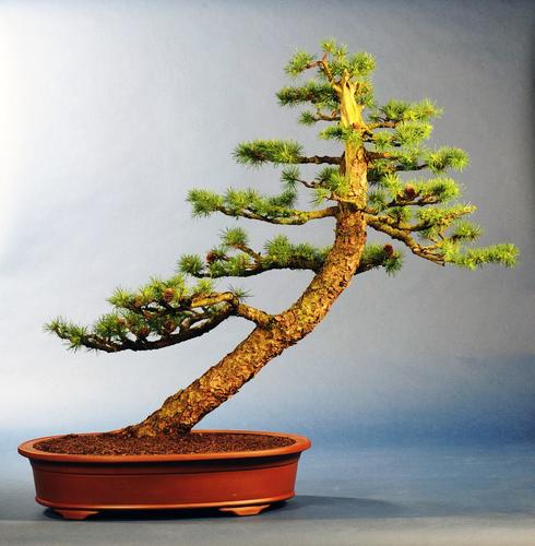 Larix spec.