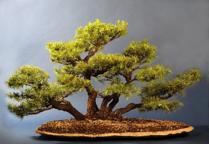 Larix spec.