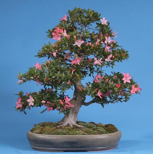 Rhododendron indicum 'Akane'