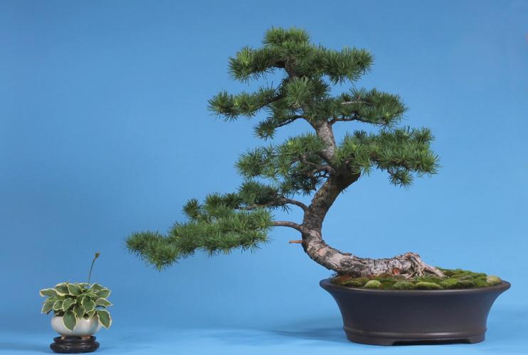 Larix kaempferi