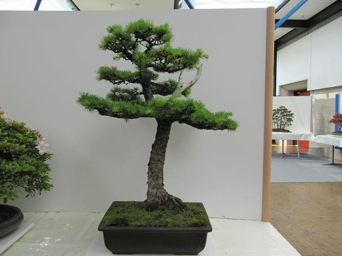 Larix spec.