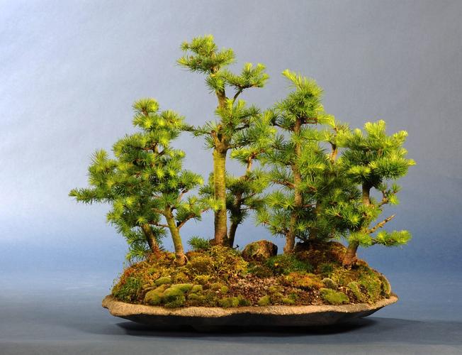 Larix spec.