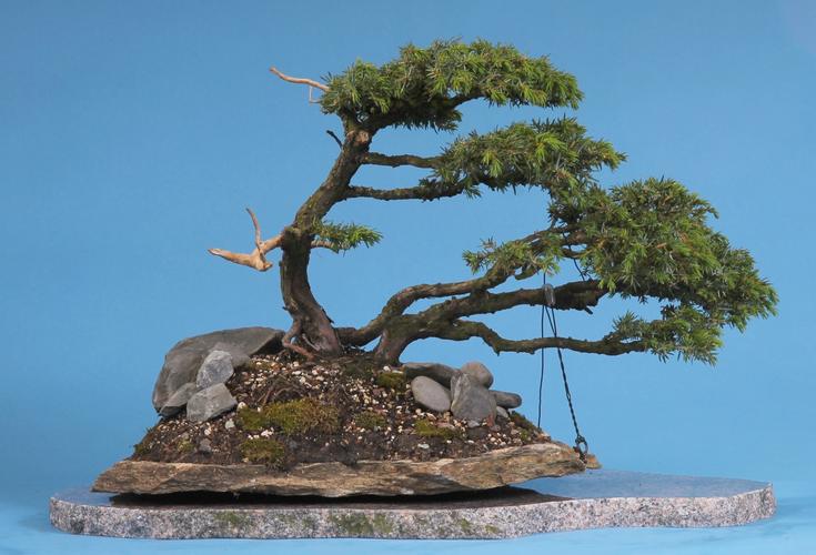 Juniperus communis 'Corielagan'