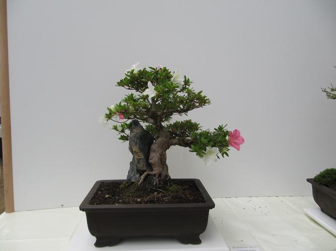 Rhododendron indicum