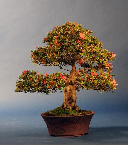 Rhododendron indicum
