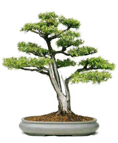 Juniperus rigida