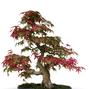 Acer palmatum 'Deshojo'