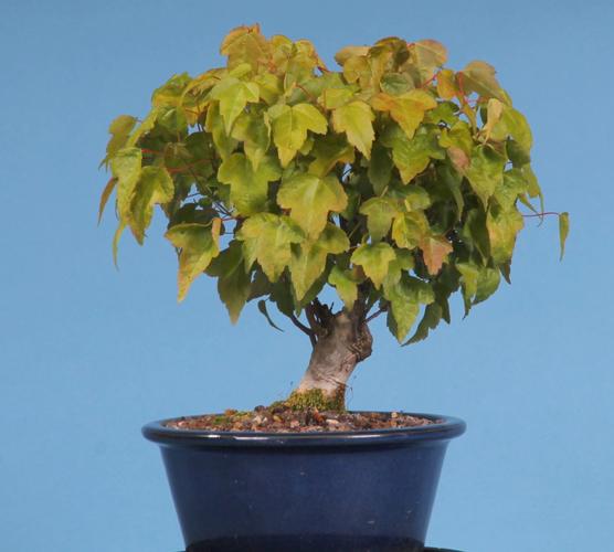 Acer buergerianum