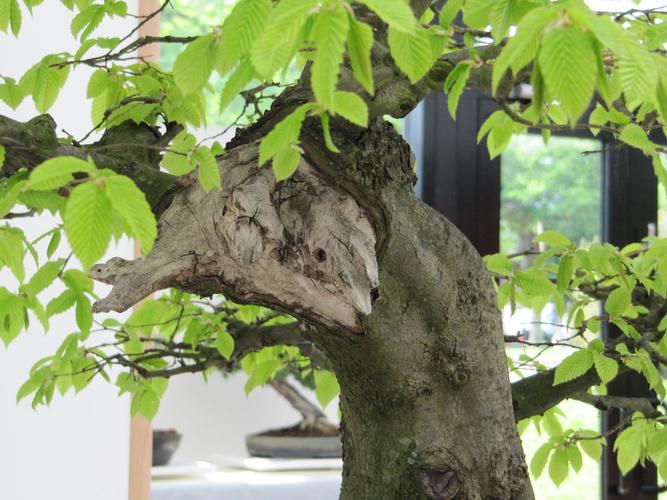 Carpinus betulus