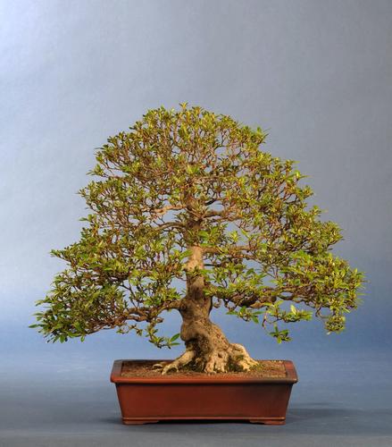 Rhododendron indicum