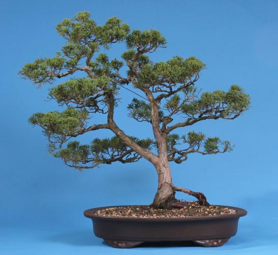Juniperus chinensis