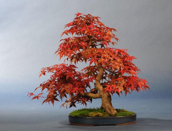 Acer spec.