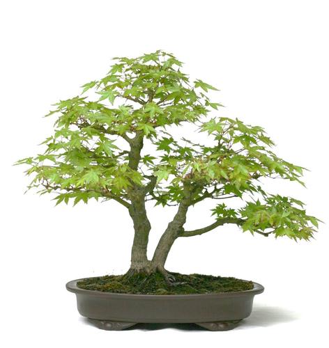 Acer palmatum