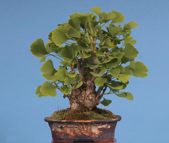 Ginkgo biloba