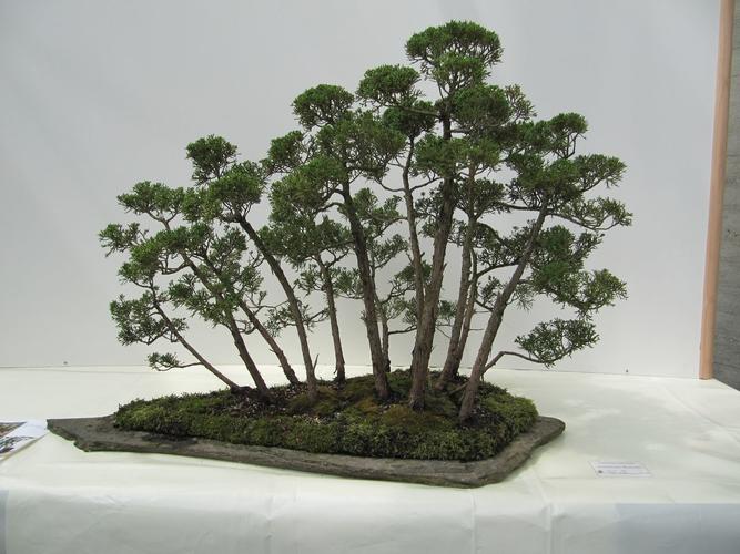 Juniperus chinensis