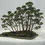 Juniperus chinensis