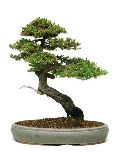 Juniperus spec.