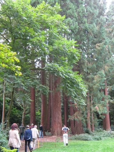 Sequoiafarm Kaldenkirchen 2013