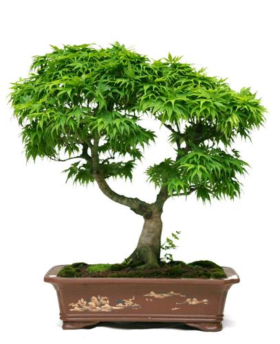 Acer palmatum