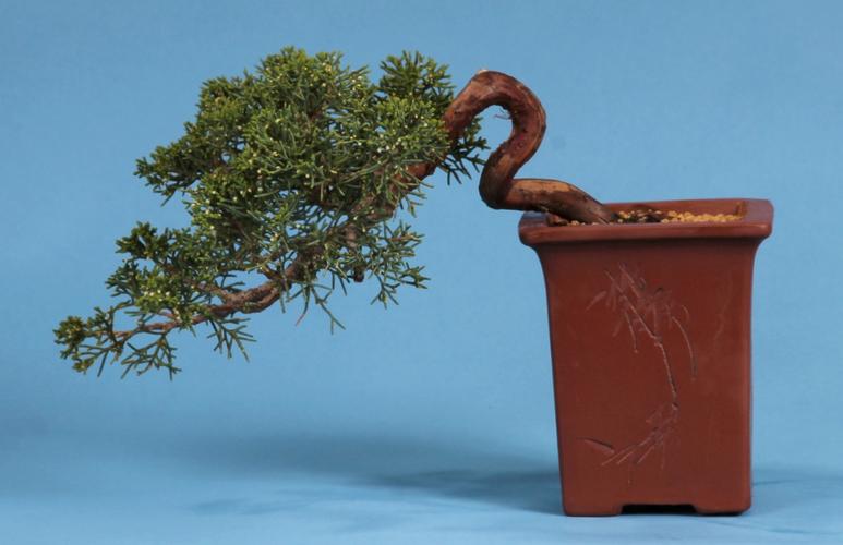 Juniperus chinensis