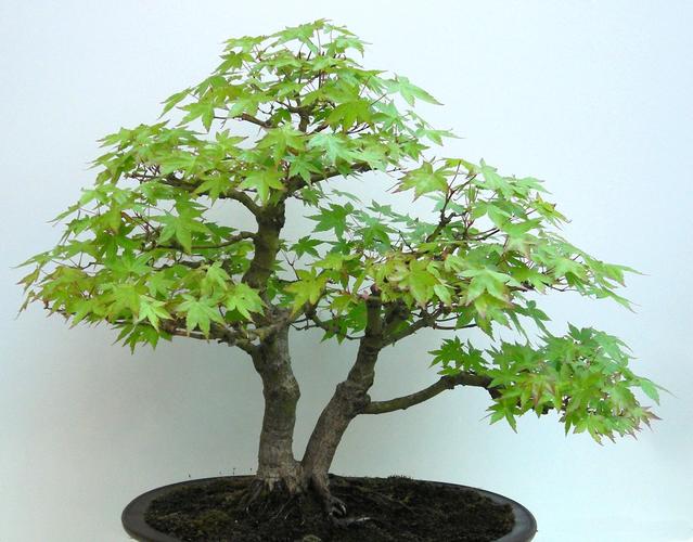 Acer palmatum