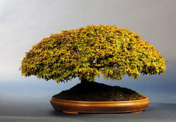 Acer palmatum 'Kijohime'